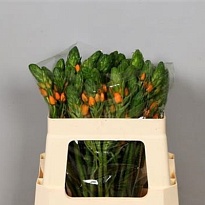 Орнитогалум Orange Fire 10шт