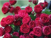 Роза Maroon кустовая (Ц) дл.60 10 шт