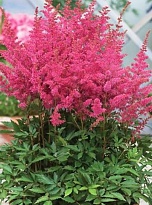 Астильба Юник Lilac d17 (СГ) 1шт