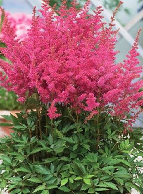 Астильба Юник Lilac d17 (СГ) 1шт