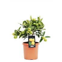 Цитрус Лимон d15 h35 5шт