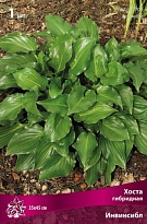 Хоста гибридная Инвинсибл 1шт