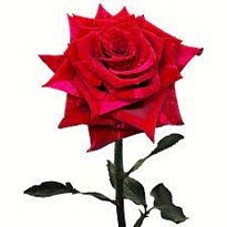 Роза Altas Cumbres Red Panther дл.70 25шт