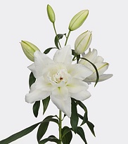 Лилия Dbl Bowl Of Beauty 4+ дл.95 10шт