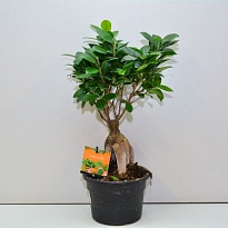 Фикус Микрокарпа Гинсенг d18 h35 3шт