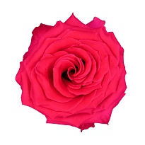 Роза Khad Roses Full Monty дл.50 25шт