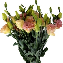 Эустома Шампань махровая (К) дл.70 1уп