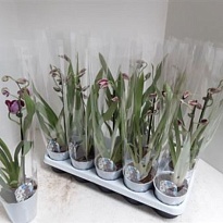 Орхидея Мильтония d12 h50 10шт