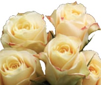 Роза кустовая Milky Way дл.60 5шт