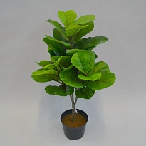 Фикус искусственный лировидный h85см