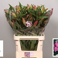 Лилия or. Maldano 5+ 10шт