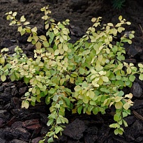 Барбарис (Berberis) тунб. Голден Горизонт d9 h20-30 18шт