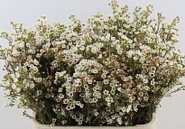 Хамелациум (Waxfl) Ella 5шт