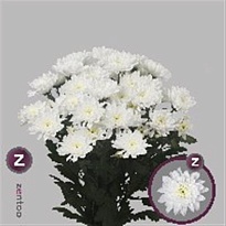 Хризантема кустовая Baltica Zentoo 5шт