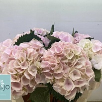 Гортензия My Beautiful Pink Touch дл.65 d20-22 1шт
