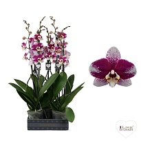 Орхидея Фален. Барселона 2 ст d12 h60 5шт