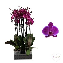 Орхидея Фален. Стар Сейлор 2ст d12 h75 5шт