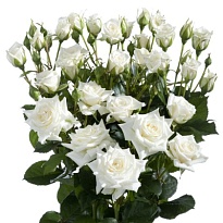 Роза кустовая Jeanine дл.50 10шт