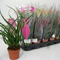 Тилландсия Цианея d9 h30 12шт