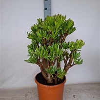 Крассула Голлум d29 h50 2шт