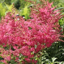 Астильба Юник Cerise d16 1шт