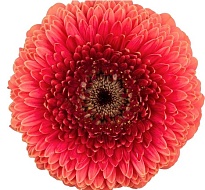 Гербера mini Louen 60 шт