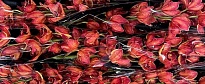 Орхидея Cymbidium Paint Red*9 дл.60 1шт