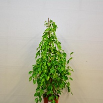 Фикус Региналд d27 h150 1шт