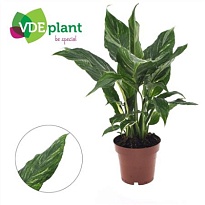 Спатифиллум Даймонд Вариегата d12 h40 10шт