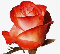 Роза Hispan Farfalla дл.40 25шт