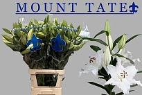 Лилия Or. Mount Tate 5+ 10шт