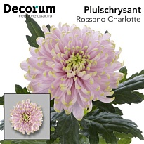 Хризантема одноголовая Rossano Charlotte 10шт
