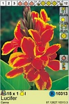 Канна Люцифер карликовая 1шт*