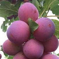 Слива русская (Алыча) пирамидал.Империал/С