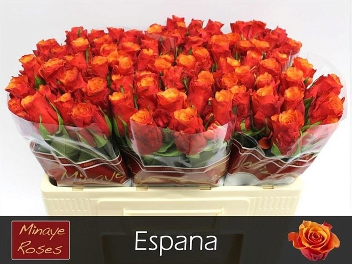 Роза Espana дл.50 10шт