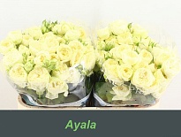 Роза кустовая Ayala дл.70 10шт