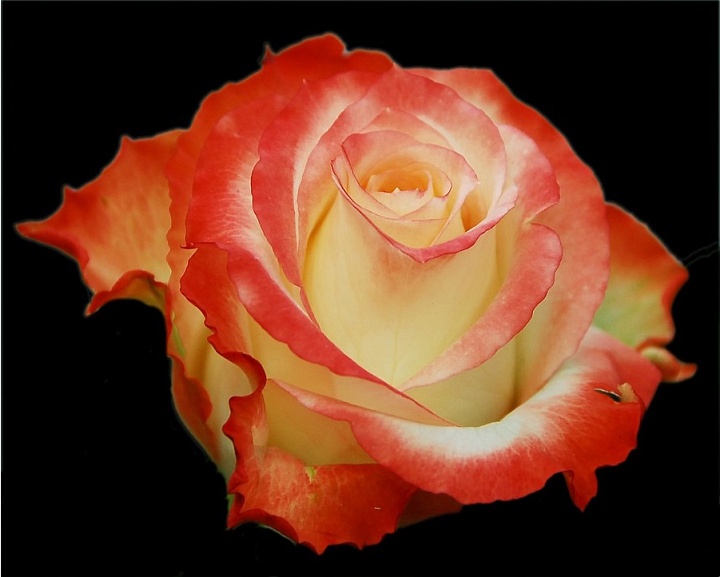 Роза Ivanviv Cabaret дл.60 25шт