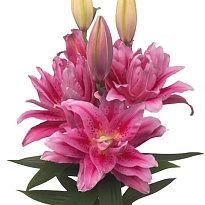 Лилия Dbl Roselily Viola Moerman 10шт
