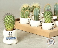 Кактус микс (керам. Приведение) d9 h15 12шт