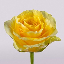 Роза Илиос одноголовая (МЦ) дл.50 20шт/уп