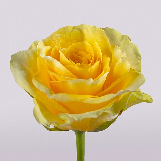 Роза Илиос одноголовая (МЦ) дл.50 20шт/уп