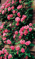 Роза Imperial Rose (B.Topalovic) Темпера плет. 2л 1шт