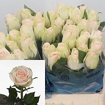 Роза High&Bridal дл.40 10шт