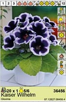 Глоксиния Кайзер Вильгельм 5/6 1шт*