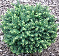 Ель (Picea) сербская Карел 3л h25+ 1шт