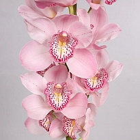 Орхидея Cymbidium Candy дл.80 *6 1шт