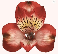 Альстромерия Bella Роза S.a. Strawberry Snow дл.70 10шт