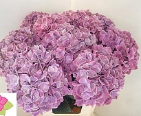 Гортензия Mag Sweet Ruby дл.80 d22 1шт