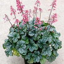 Гейхера гибридная Литтл Кьюти Пепперминт 1шт