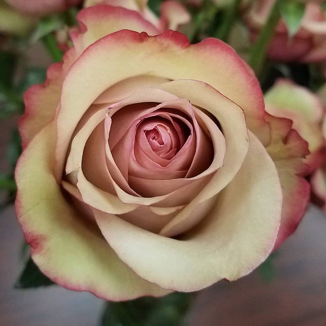 Роза Chaska Vintage дл.50 25шт